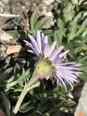 Erigeron purpuratus