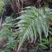 Dryopteris varia - Photo (c) harum.koh, some rights reserved (CC BY-SA), uploaded by harum.koh