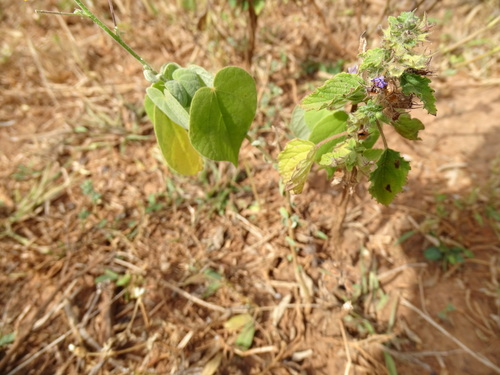 Wide Spikenard