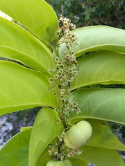 Phyllanthus tequilensis