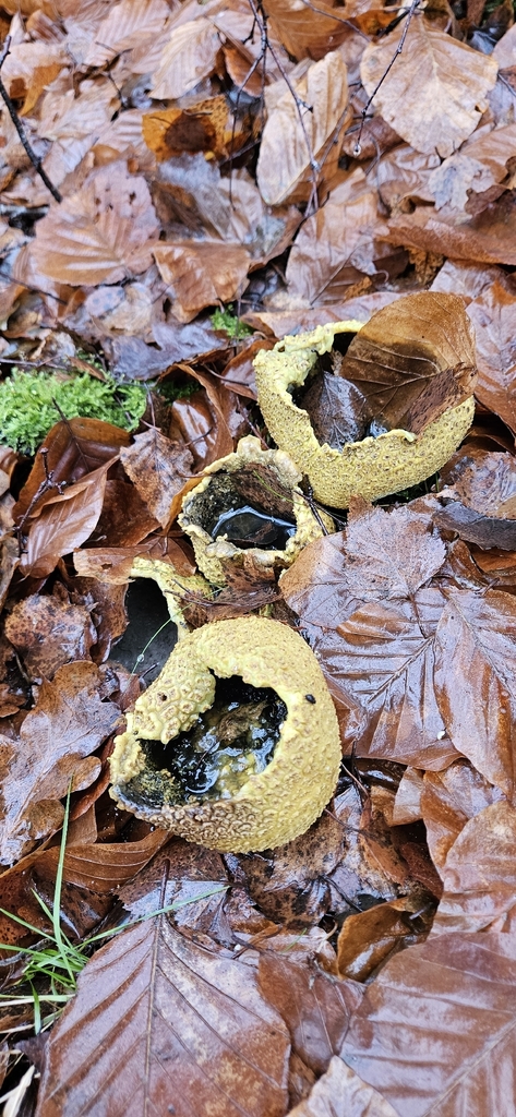 Scleroderma citrinum · December 2025 · photo: © run4 (iNaturalist, cc-by)