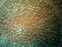 Amplexidiscus fenestrafer