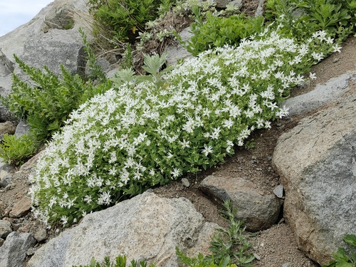 Stellaria ruscifolia iNat (1)