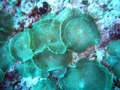 Amplexidiscus fenestrafer