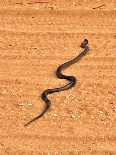 Strap-Snouted Brown Snake sighting