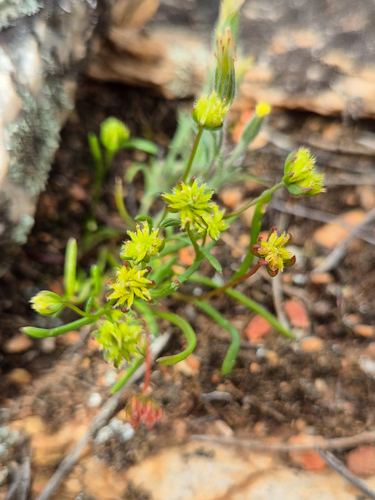 Tiny Daisy (Brachyscome perpusilla)