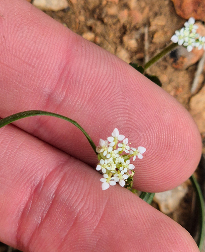 Native Parsnip (Trachymene pilosa)