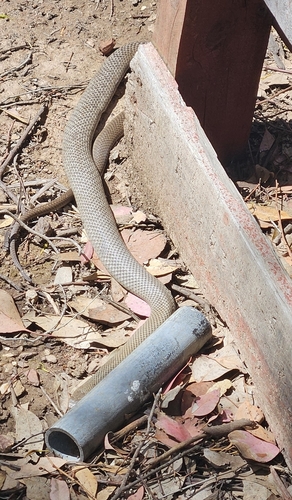 Eastern Brown Snake sighting