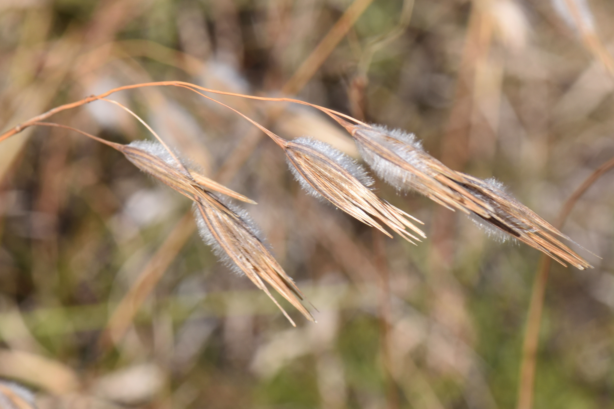 Trident Grass (Tristachya leucothrix)