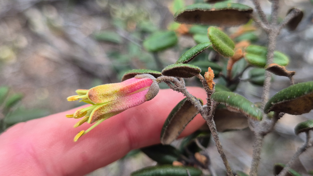 Correa backhouseana; photograph (c) Eamonn Culhane, some rights reserved (CC BY)