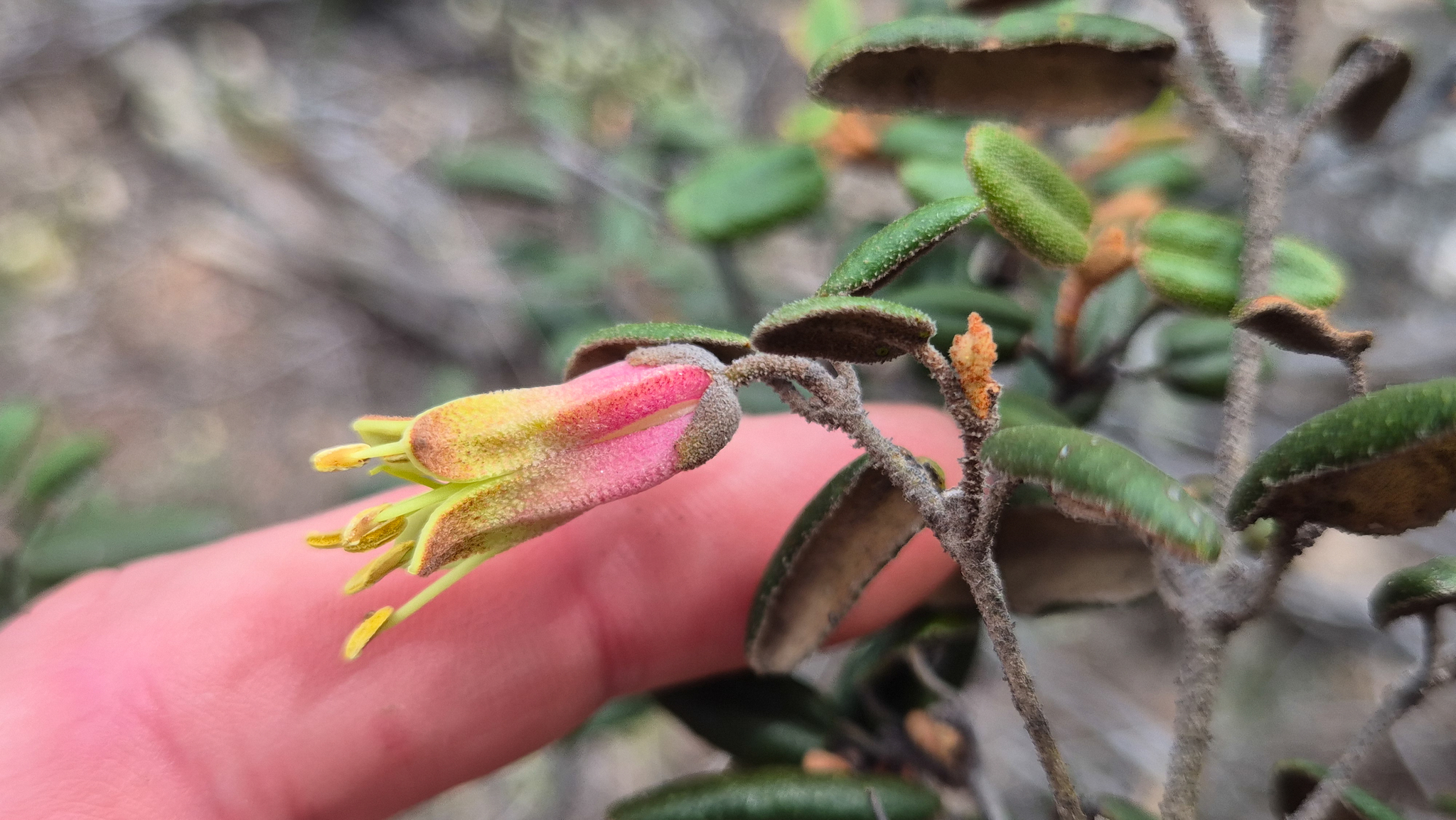 Tasmanian-Fuchsia (Correa backhouseana)
