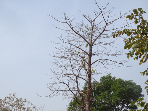red kapok tree