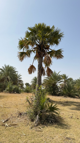 borassus palm