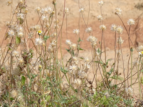 Tridax Daisy