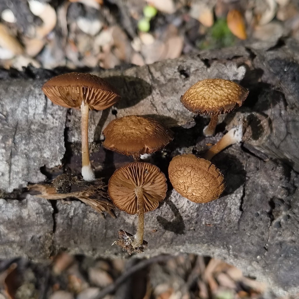 Simocybe phlebophora · December 2025 · photo: © zedt (iNaturalist, cc-by)