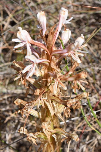 Storksbill Satyre (Satyrium longicolle)