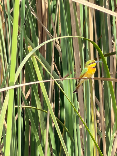 Little Bee-eater