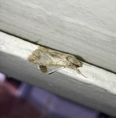 Melipotis acontioides