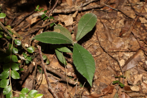 Ardisia villosa observed 2025-12-06