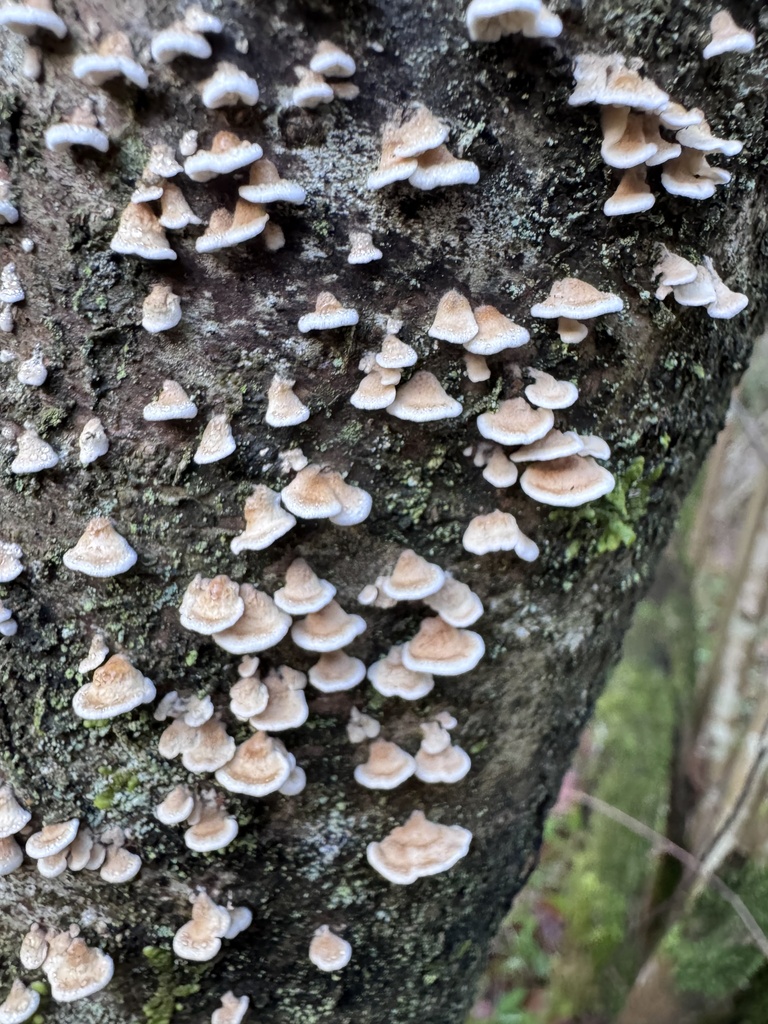 Plicatura crispa · December 2025 · photo: © theworldofpaolo (iNaturalist, cc-by)