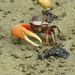 Mudflat Fiddler Crab - Photo (c) barloventomagico, some rights reserved (CC BY-NC-ND)