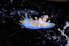 Nudibranch