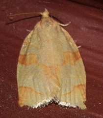 Adoxophyes negundana