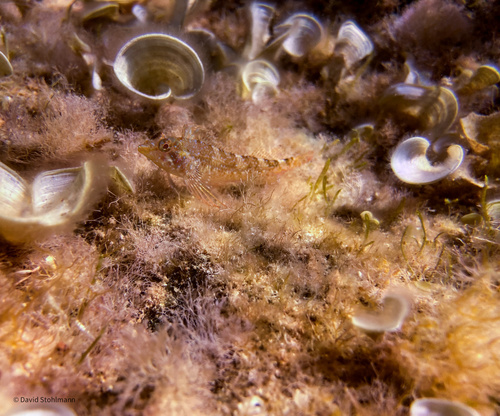 Tripterygion tripteronotum