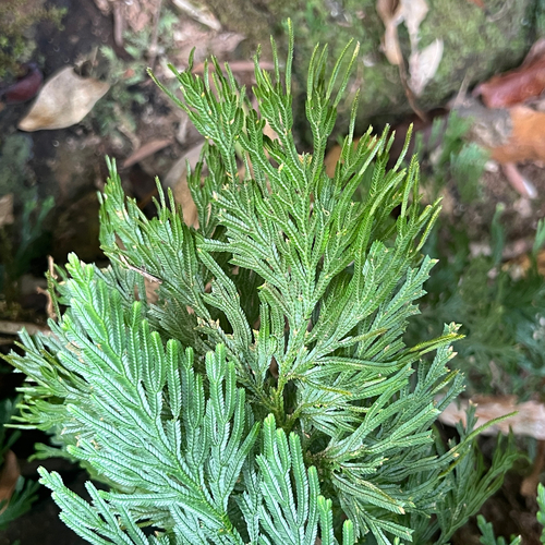 Selaginella longipinna, photograph 4