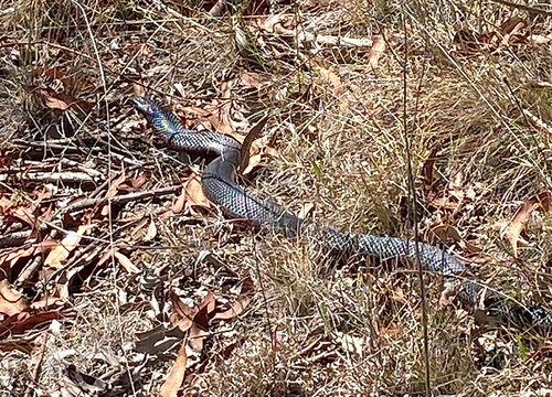 Red-bellied Black Snake sighting
