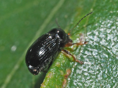 Cryptocephalus labiatus