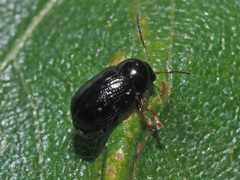 Cryptocephalus labiatus