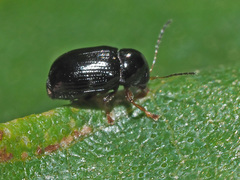 Cryptocephalus labiatus
