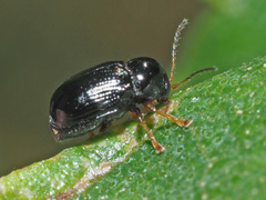 Cryptocephalus labiatus