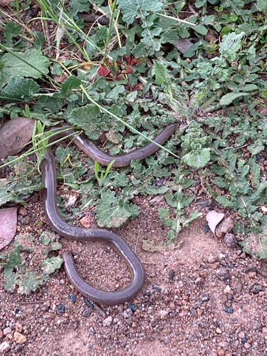 Blackish Blind Snake sighting