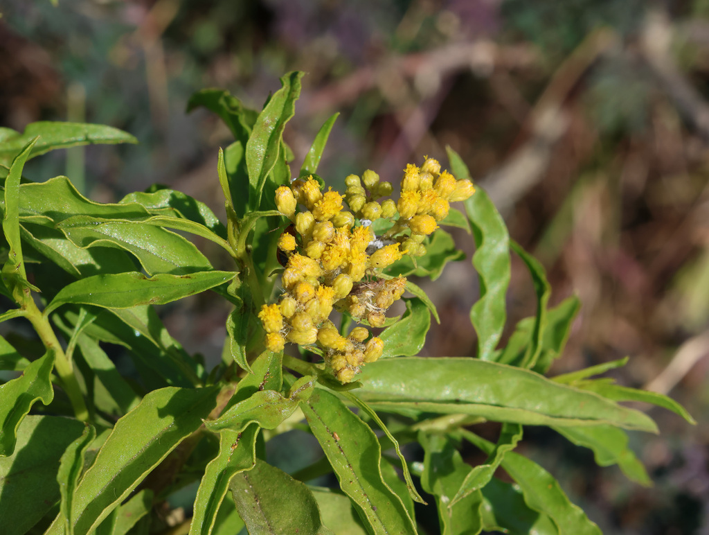 Psiadia punctulata; photograph (c) Joey Bom, some rights reserved (CC BY)