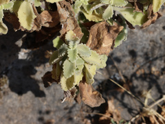 Coleus cylindraceus, photograph Joey Bom, CC BY, iNaturalist via GBIF