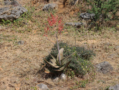 Aloe praetermissa