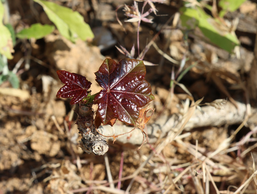 Jatropha dhofarica, photograph 4