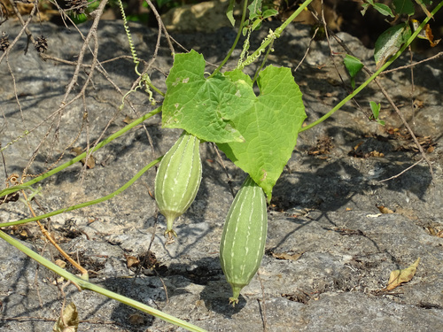 Luffa acutangula, photograph 3