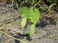 Luffa acutangula, photograph (c) Joey Bom, some rights reserved (CC BY)