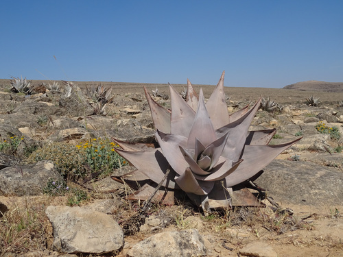 Aloe dhufarensis, photograph 2
