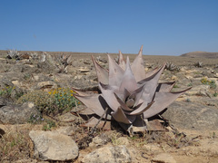 Aloe dhufarensis, photograph (c) Joey Bom, some rights reserved (CC BY)