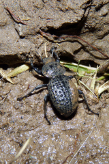 Scotobius pilularius