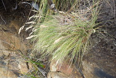 Poa astonii