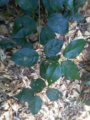 Bignonia aequinoctialis