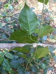 Bignonia aequinoctialis