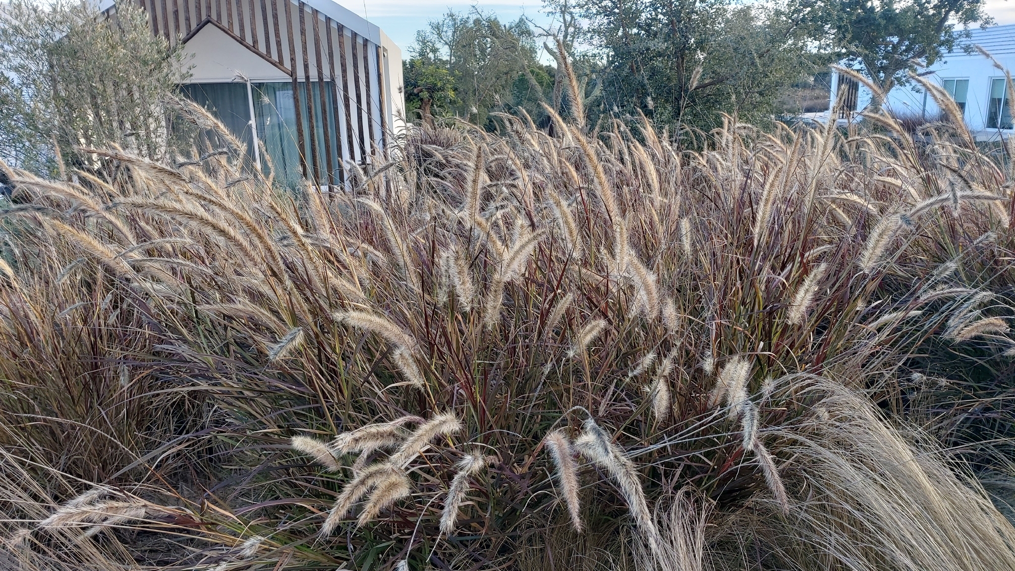 Purple Fountain Grass (Cenchrus ×)