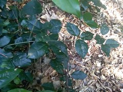 Bignonia aequinoctialis