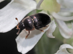 Meligethes denticulatus